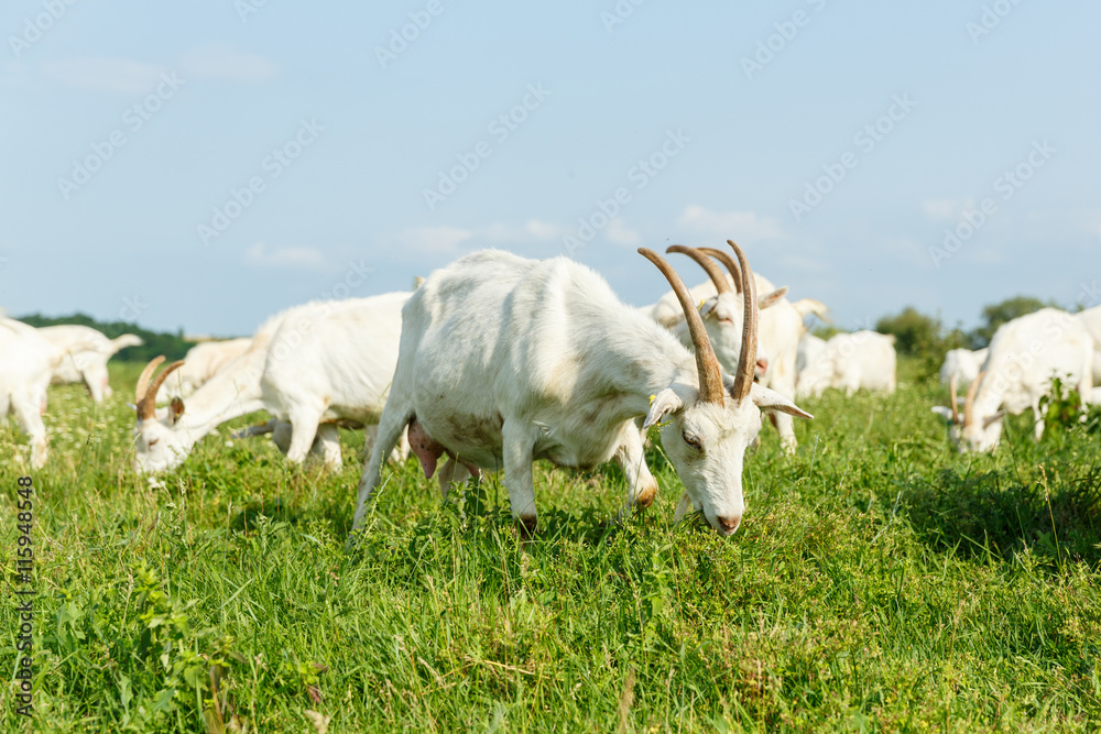 Fototapeta premium Milk goats on a pasture