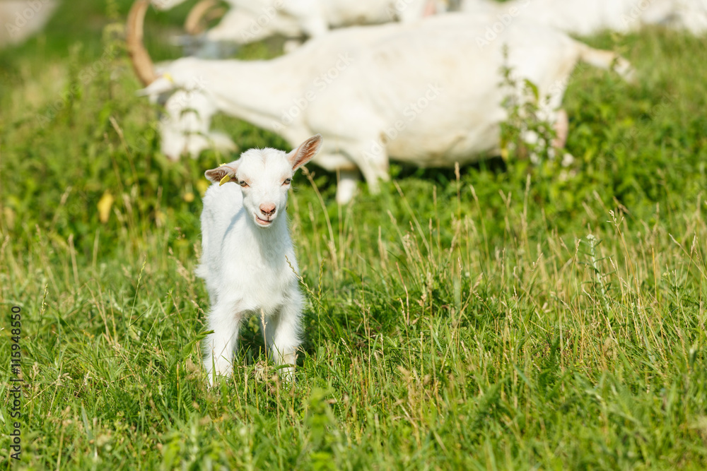 Obraz premium Young goatings on a pasture