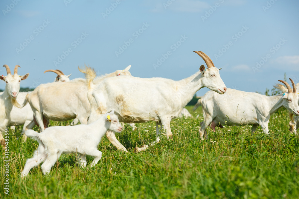 Fototapeta premium Young goatling on a pasture