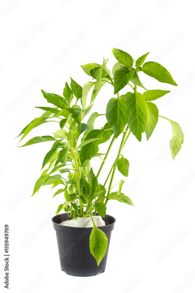 Pianta di peperoncino in vaso Pianta di peperoncino in vaso