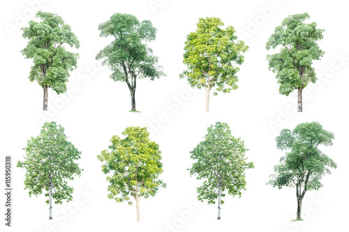set of eight big green trees isolated on white background
