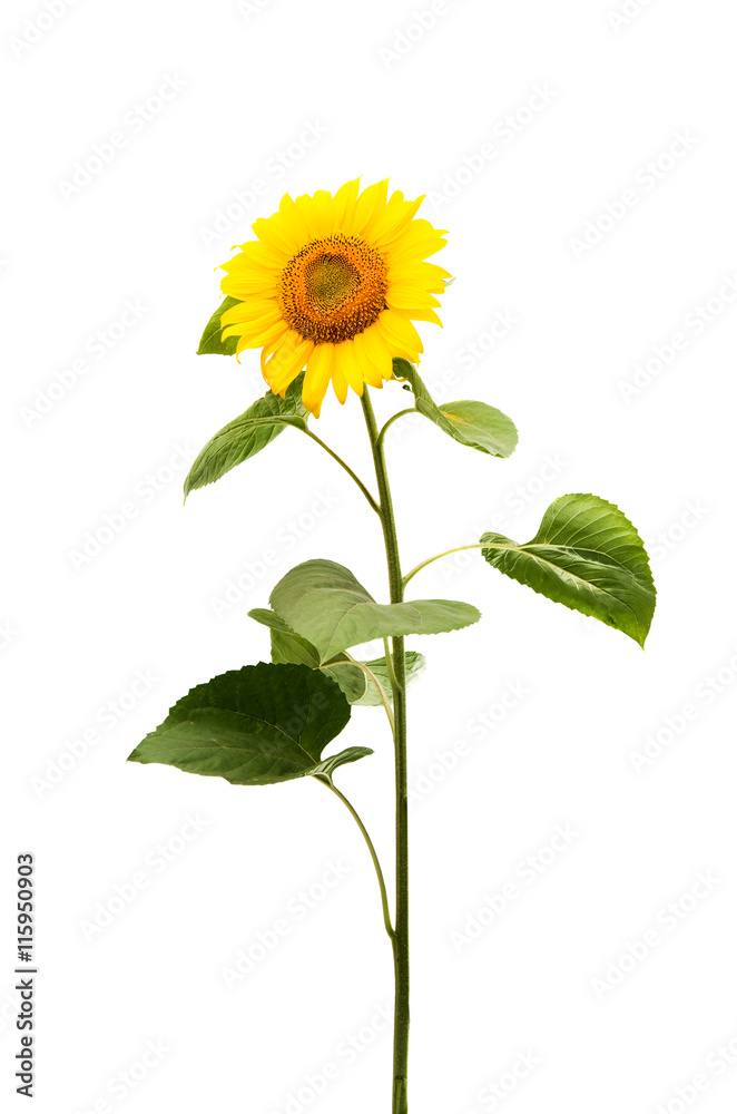 Obraz premium sunflower isolated