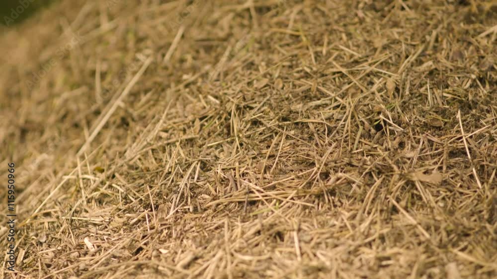 Lockdown shot of ants moving on dry grass
Lockdown shot of ants moving on dry grass
