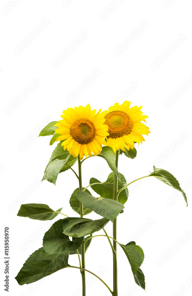 Obraz premium sunflower isolated