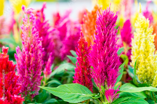 Celosia flower, Chinese Wool Flower