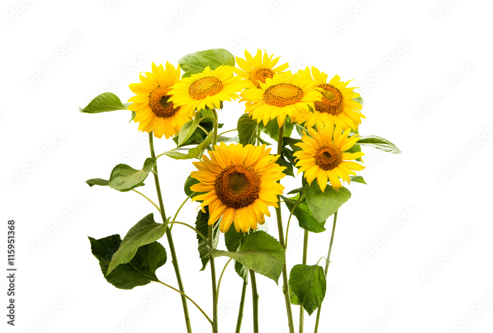 Fototapeta premium sunflower isolated