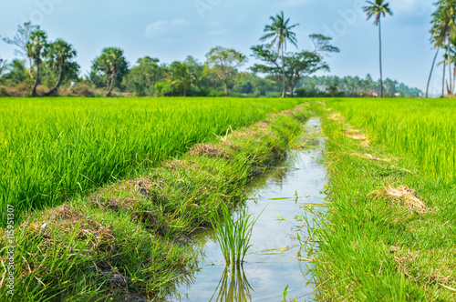 Indian landscape of growth rice plantation with creek, palm tree