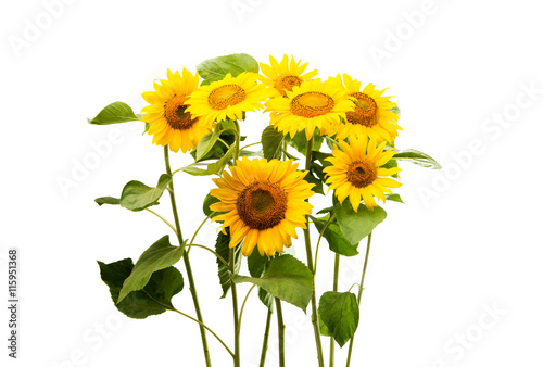 Fototapeta Naklejka Na Ścianę i Meble -  sunflower isolated
