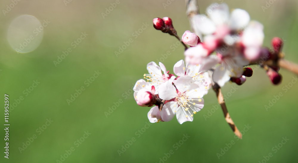 flowers on the tree in nature