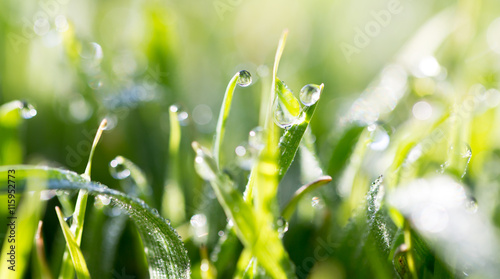 Tableau sur toile drops of dew on the green grass