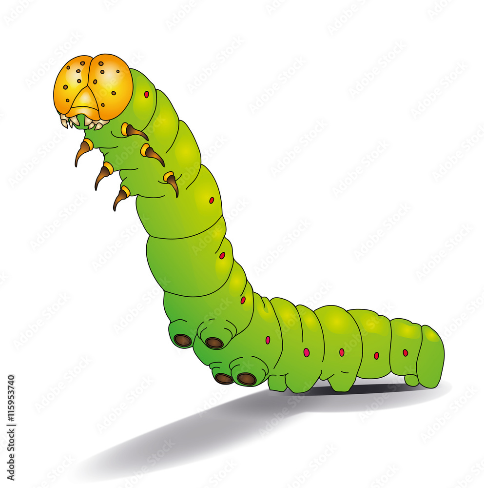 Chenille verte.