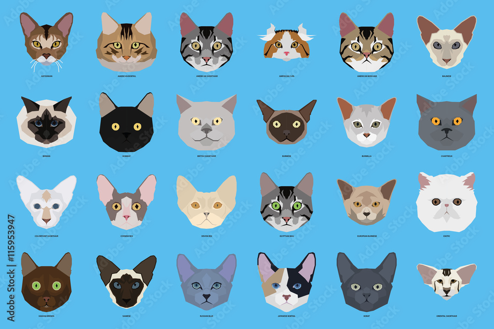 Obraz premium Set of cat breeds, vector illustration