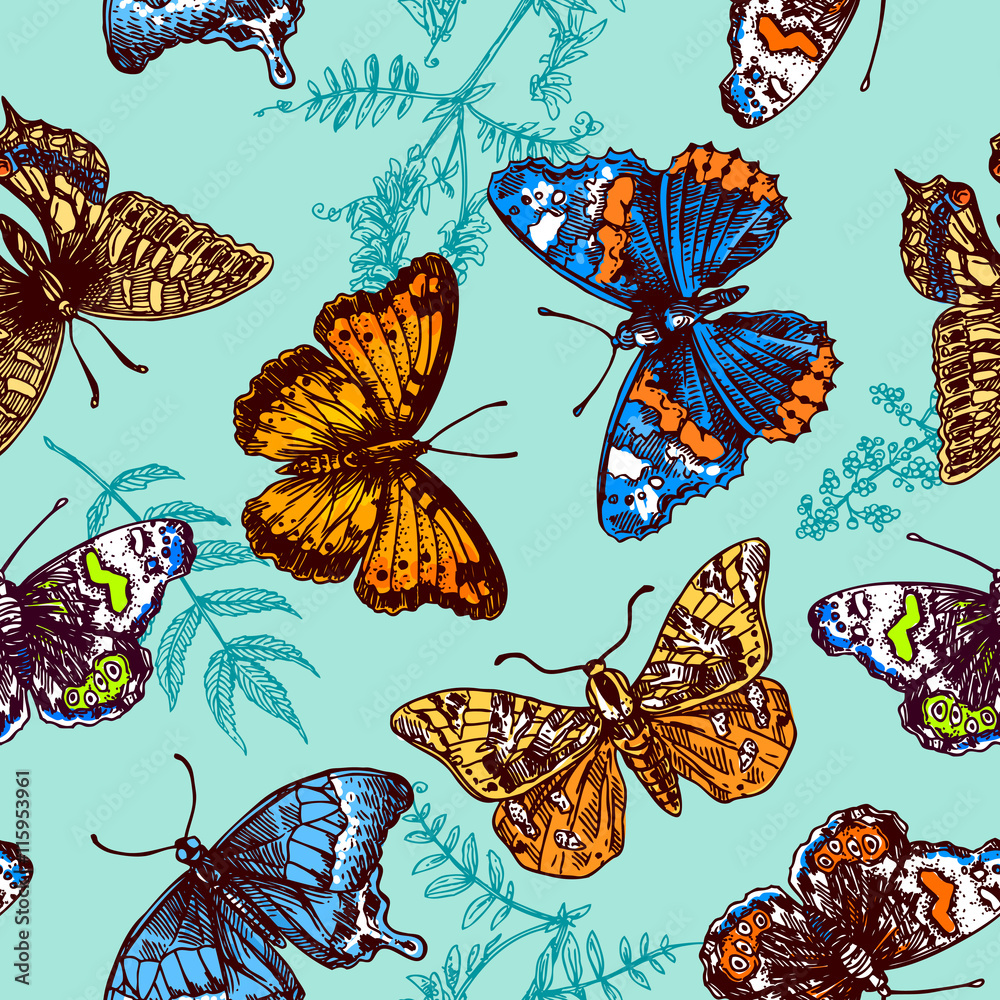 sketch of butterfly sketch of butterfly