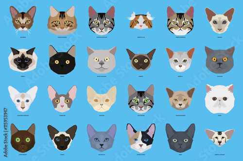Set of cat breeds, vector illustration