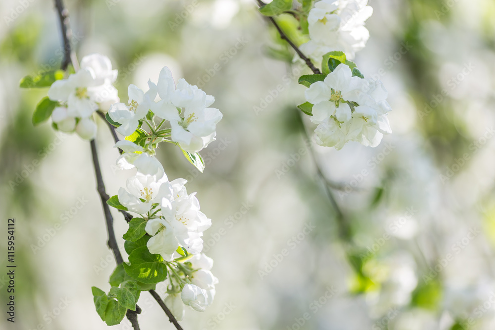 Spring blossoms apple tree in sunny day