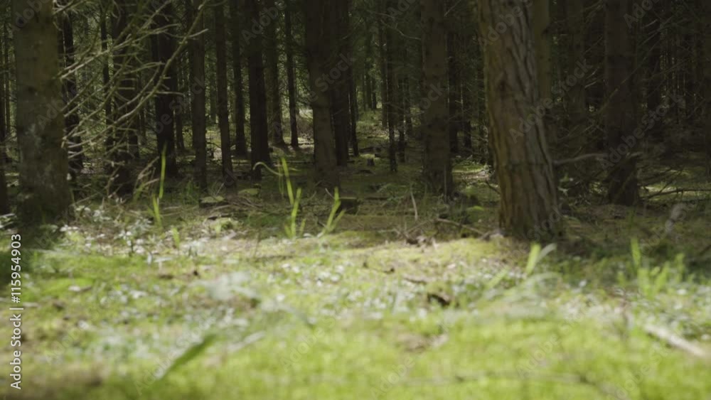 Tracking shot of plants and trees growing in forest
Tracking shot of plants and trees growing in forest