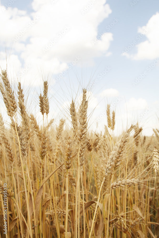Fototapeta premium Field of wheat