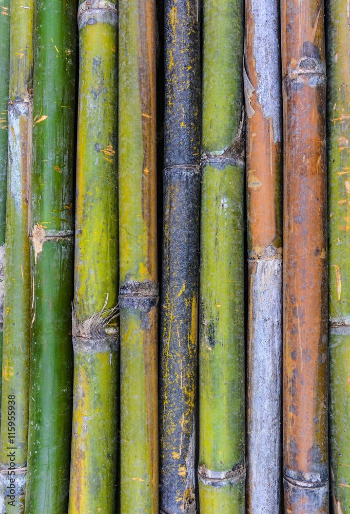 Fototapeta premium bamboo texture background in vertical