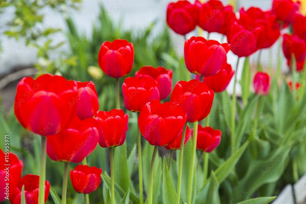 Fototapeta premium Group of red tulips in the park