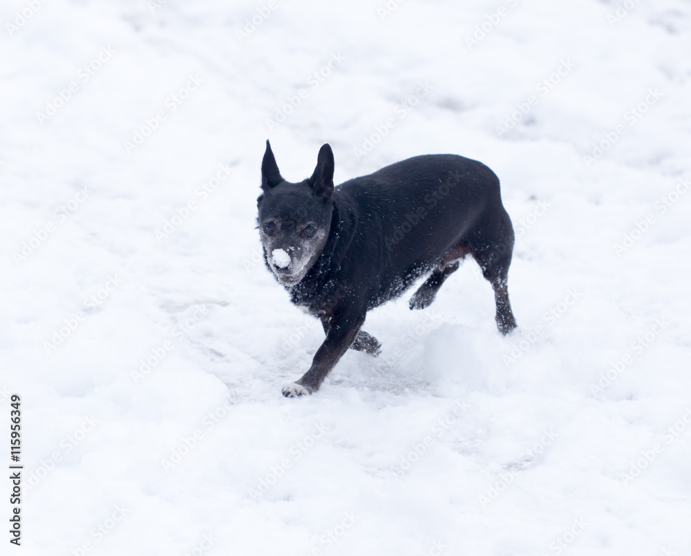 Naklejka premium dog running outdoors in winter