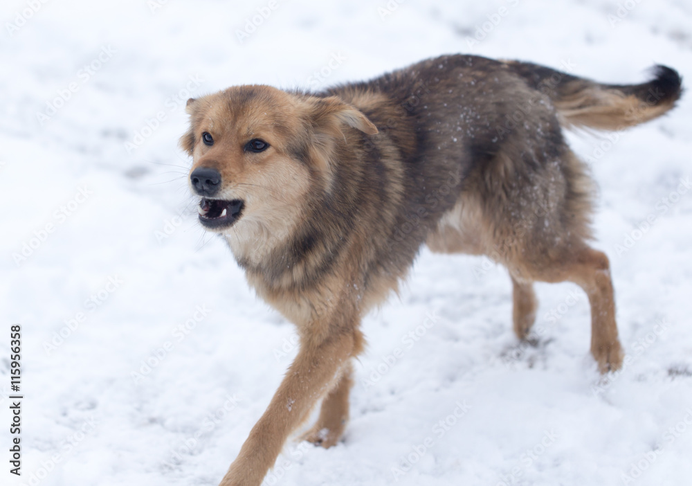 dog barking outdoors in winter