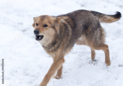 dog barking outdoors in winter © schankz