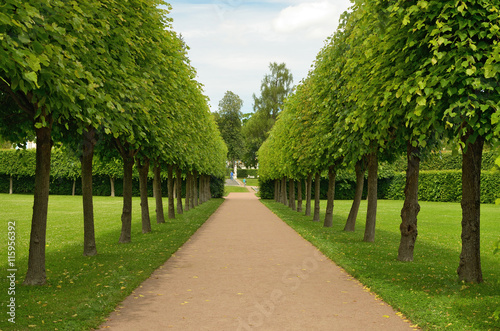 Alley of trees in the Park.