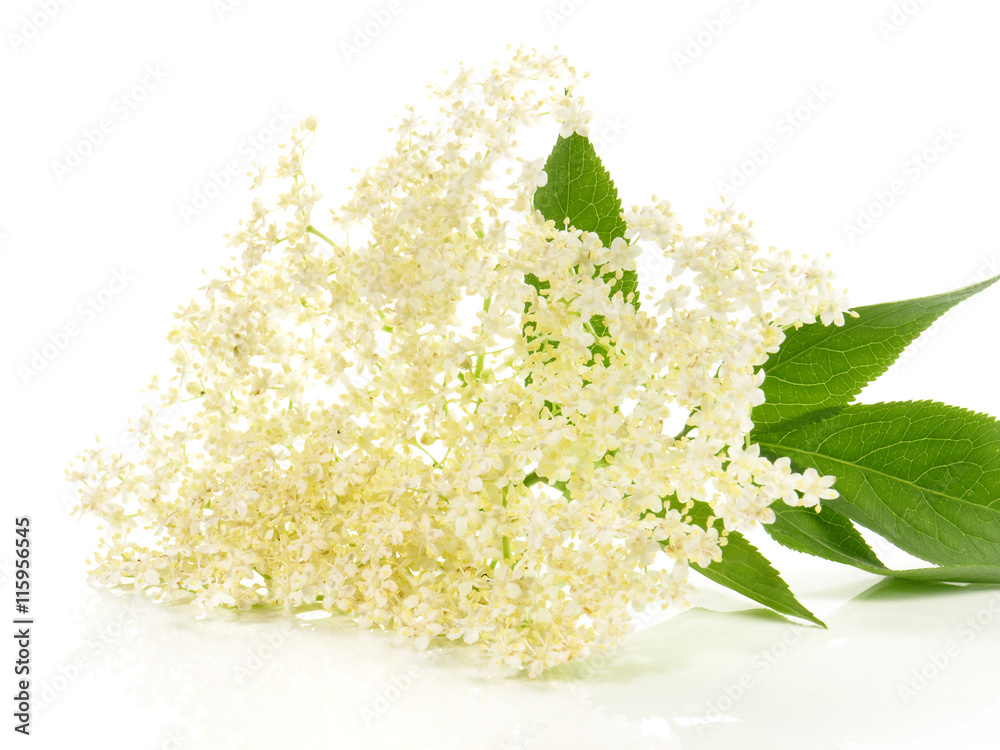 Holunderblüte Stock-Foto | Adobe Stock