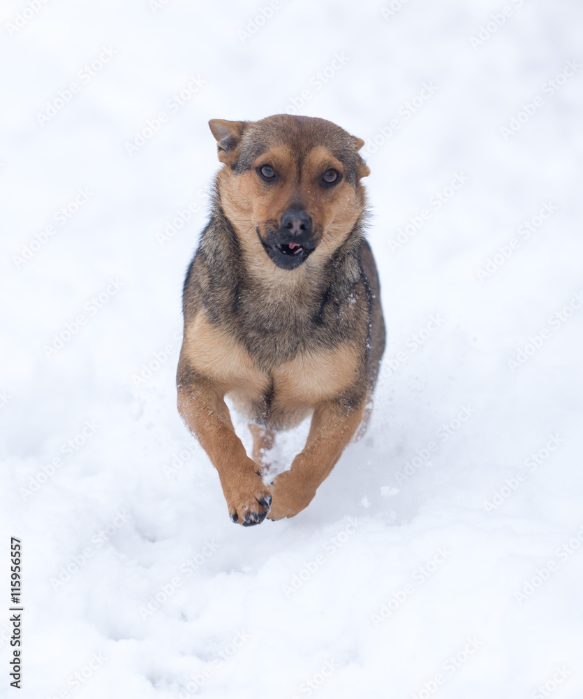 dog running outdoors in winter dog running outdoors in winter