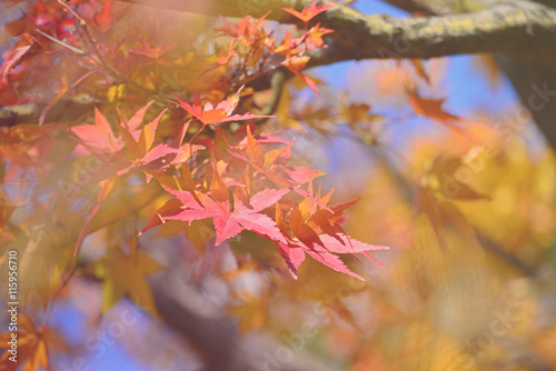 Red maple leaves in Japan (Soft Style for Background)