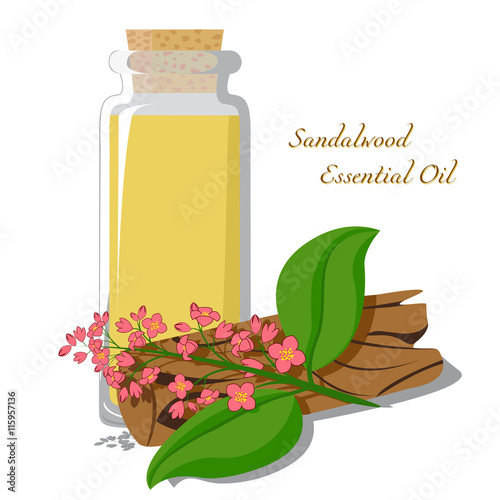 Small bottle with essential oil of sandalwood with blooming branch on the background