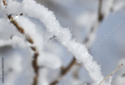 tree branch in the snow in the winter © schankz