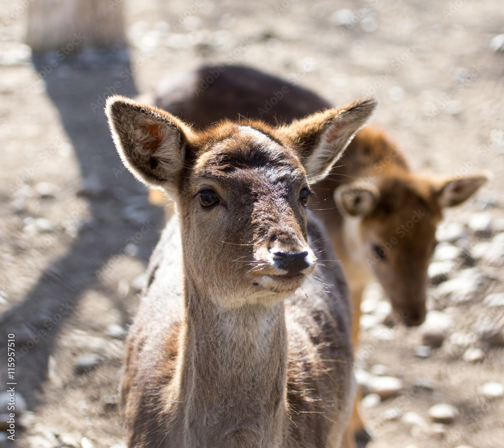 Portrait of a young female deer Portrait of a young female deer