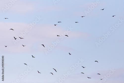 a flock of birds in the sky © schankz