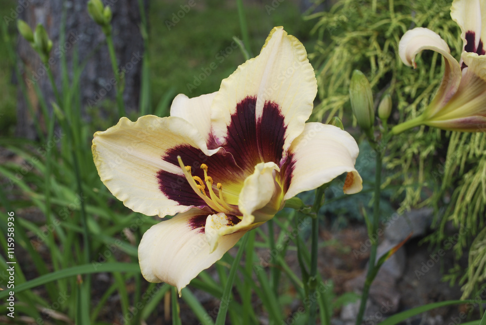 Fototapeta premium Daylily Hemerocallis 'Moonlit Masquerade' flower.