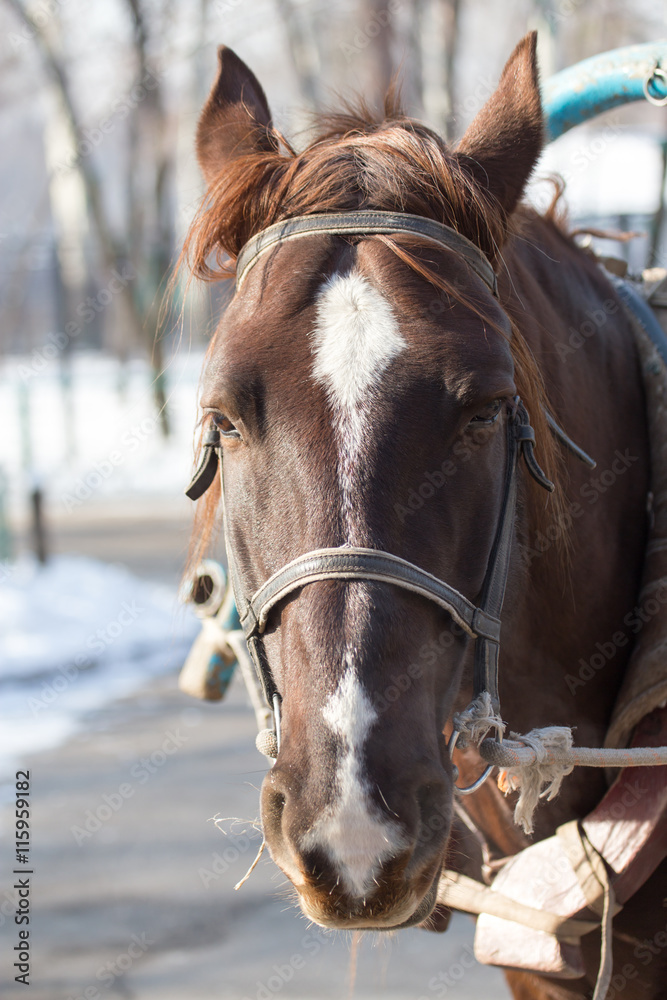 portrait of a horse on nature portrait of a horse on nature