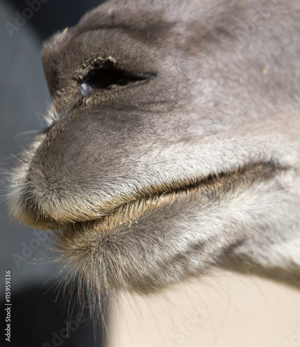 camel's nose © schankz