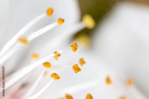 Tableau sur toile yellow pollen in a white flower. macro