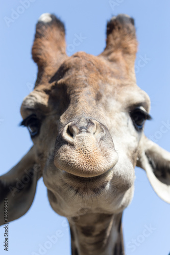 Portrait of a giraffe against the blue sky © schankz