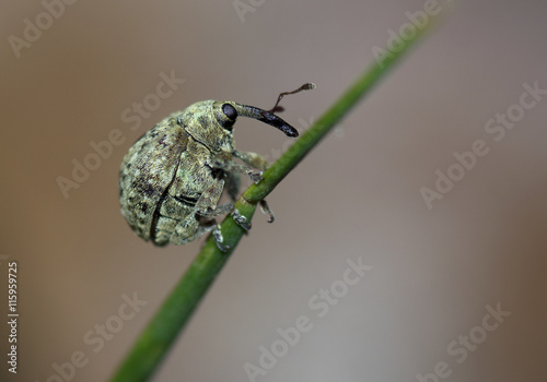 Wallpaper Mural Beetle Cionus sp Torontodigital.ca