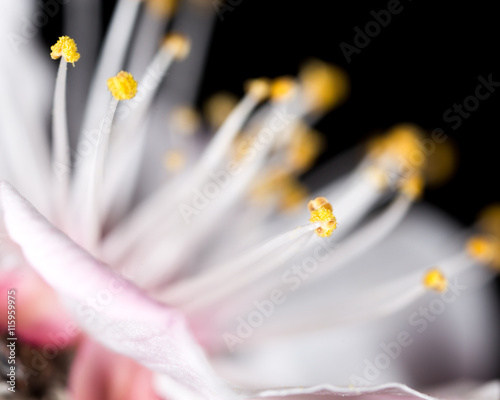 фотографія yellow pollen in a white flower. macro
