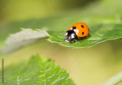 ladybug on a plant in the nature. macro