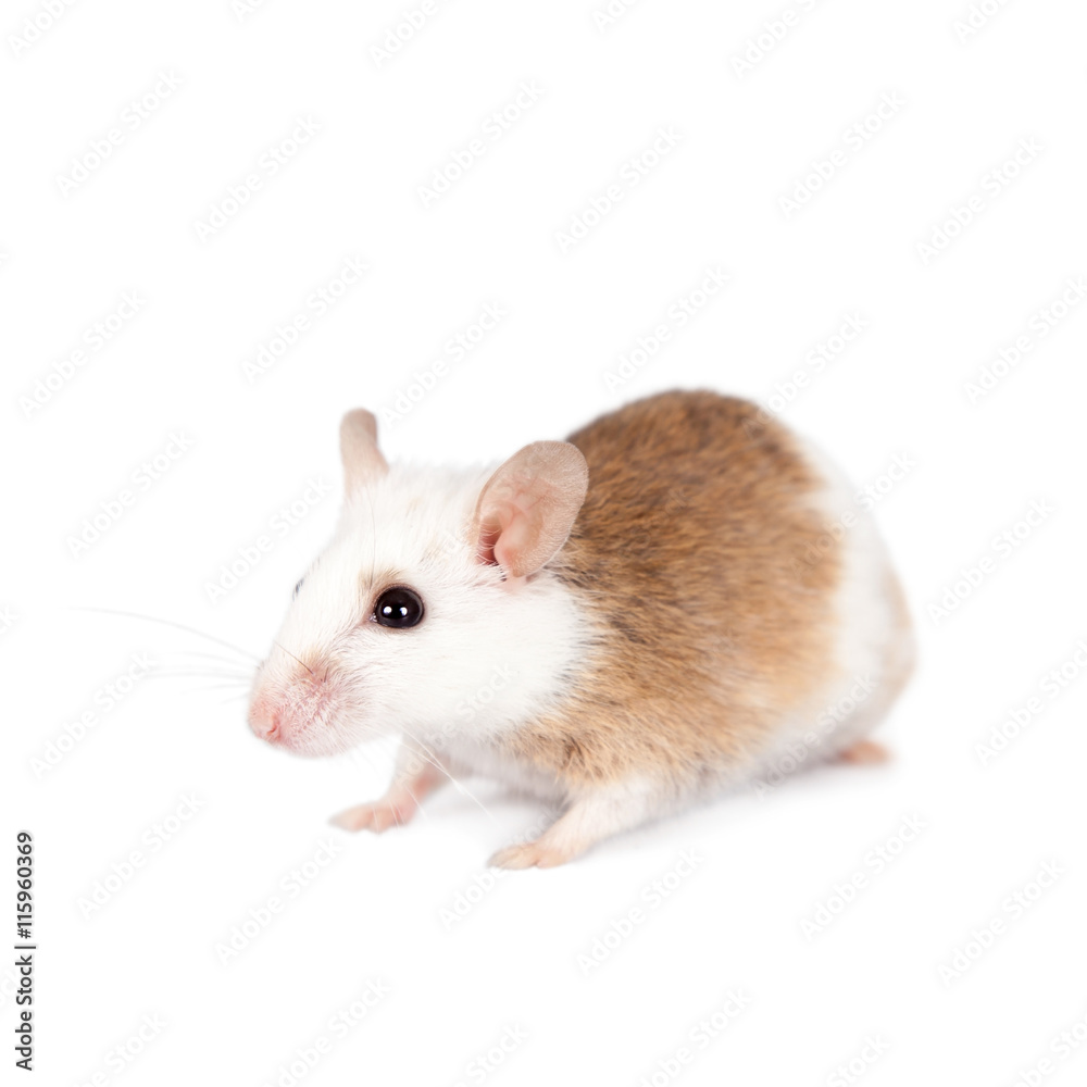 Natal multimammate mouse, mastomys natalensis, on white