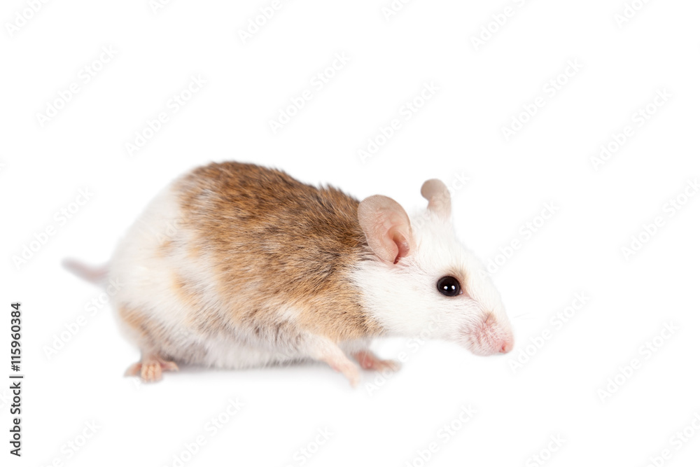 Natal multimammate mouse, mastomys natalensis, on white