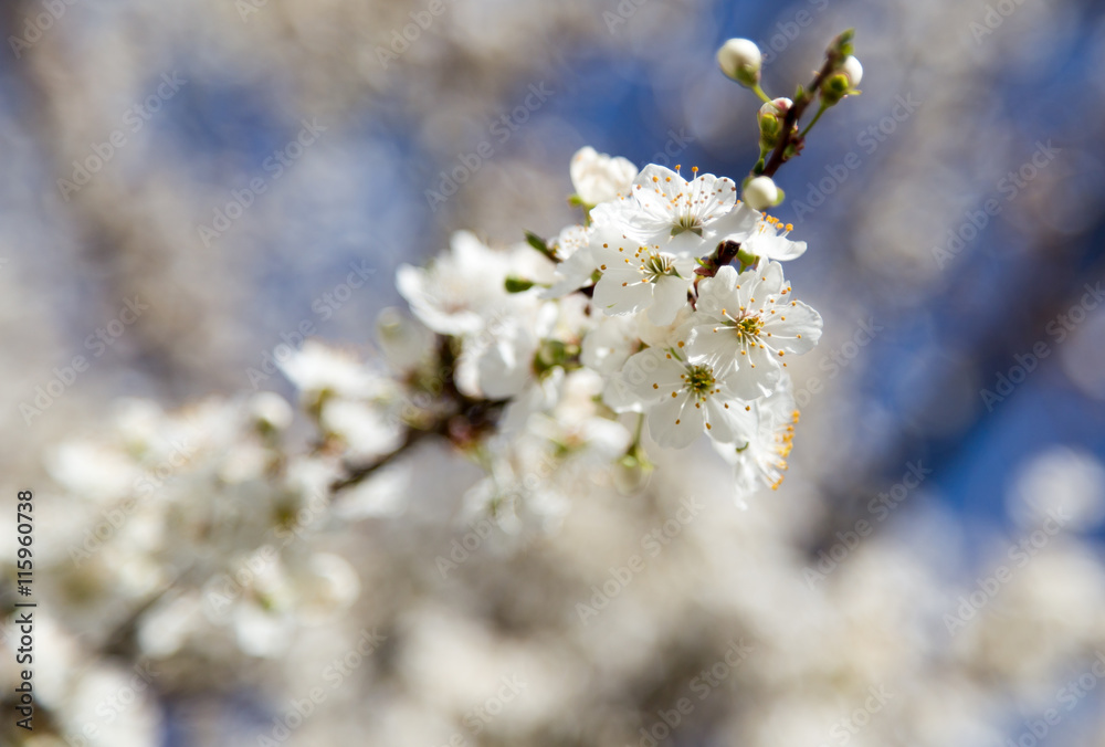 flowers on the tree against the blue sky