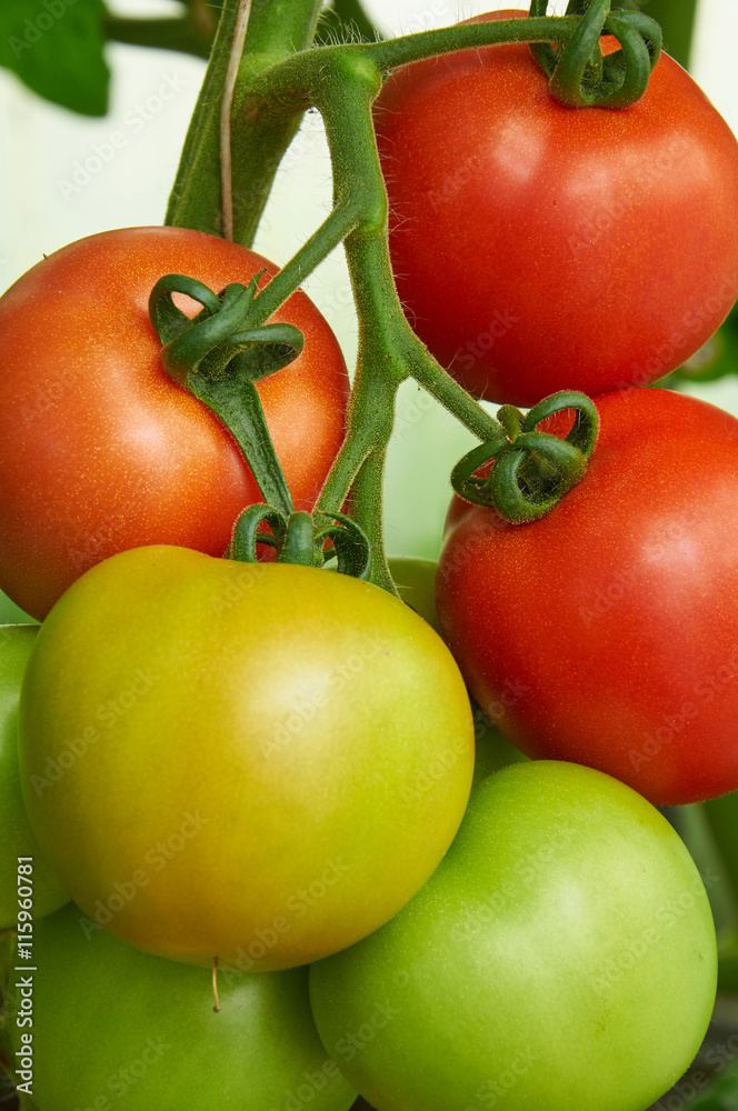 Different stage of ripening tomatoes on one branch