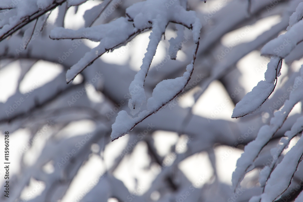 snow on the branches of a tree snow on the branches of a tree
