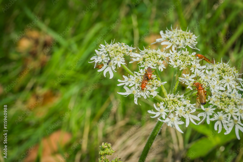 Fototapeta premium red soldier beetles on wild carrot