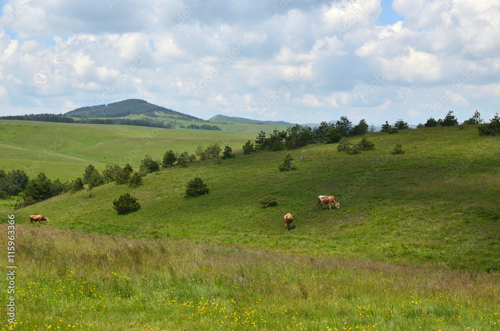 Three cows grazing on pasture on a spring cloudy day Three cows grazing on pasture on a spring cloudy day