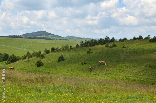 Three cows grazing on pasture on a spring cloudy day